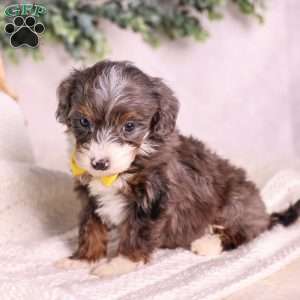Mochi, Mini Bernedoodle Puppy